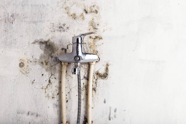 Best Fast Mold Removal  in Sierra Madre, CA
