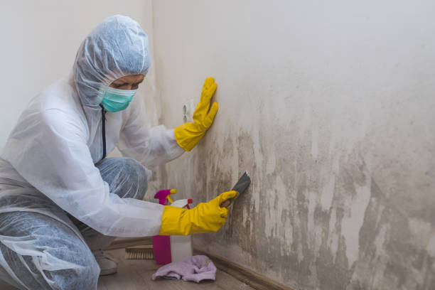 Best Black Mold Removal  in Sierra Madre, CA