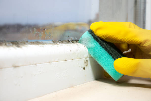 Best Attic Mold Removal  in Sierra Madre, CA