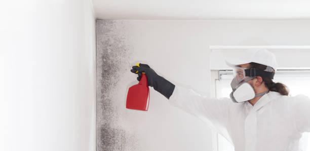 Best Mold Damage Repair  in Sierra Madre, CA
