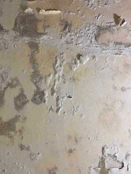 Best Professional Mold Removal  in Sierra Madre, CA