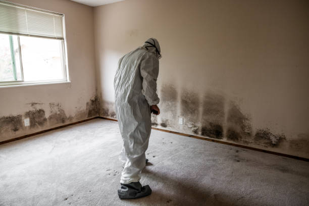 Trusted Sierra Madre, CA Mold Removal Experts