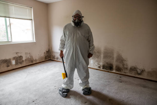 Professional Mold Removal in Sierra Madre, CA