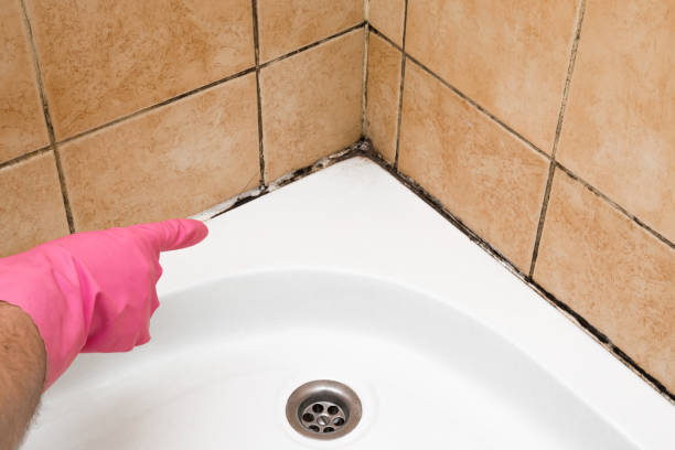 Best Mold Remediation  in Sierra Madre, CA